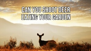 Can You Shoot A Deer That Is Eating Your Garden