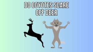 Do Coyotes Scare Off Deer