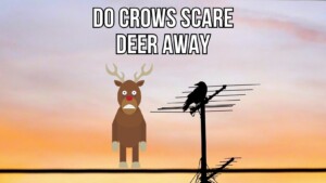 Do Crows Scare Deer Away