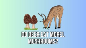 Do Deer Eat Morel Mushrooms