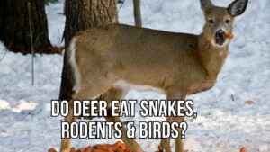 Do Deer Eat Snakes What About Rodents and Birds