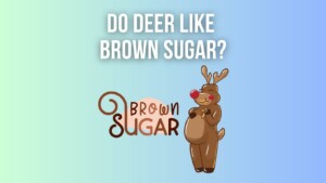 Do Deer Like Brown Sugar?