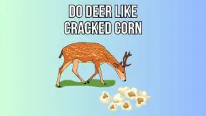 Do Deer Like Cracked Corn