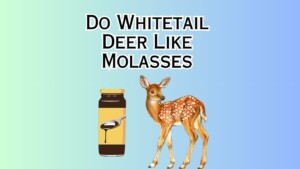 Do Whitetail Deer Like Molasses