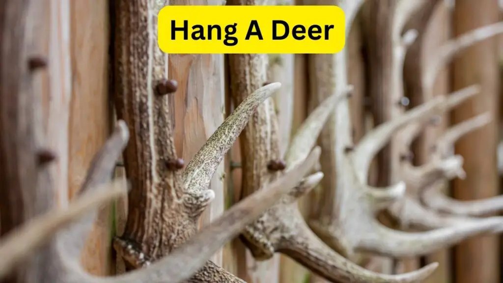 Do You Have To Hang A Deer