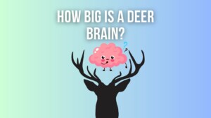 How Big Is A Deer Brain