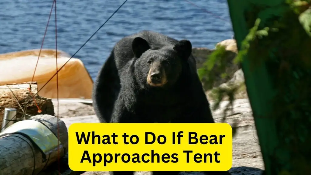 What to Do If Bear Approaches Tent