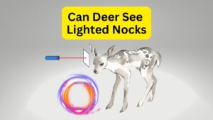 Can Deer See Lighted Nocks