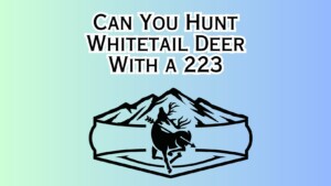 Hunt Whitetail Deer With a 223