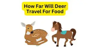 Can a Deer And a Horse Mate