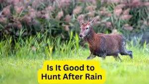 Is It Good to Hunt After a Rain