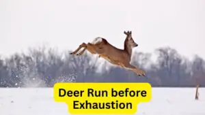 How Far Can a Deer Run before Exhaustion