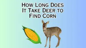 How Long Does It Take Deer to Find Corn