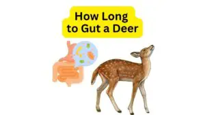 How Long Does It Take to Gut a Deer