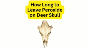 How Long to Leave Peroxide on Deer Skull