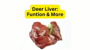 How Many Livers Does a Deer Have Functions & More