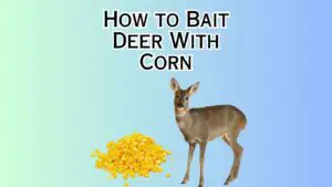 How to Bait Deer With Corn