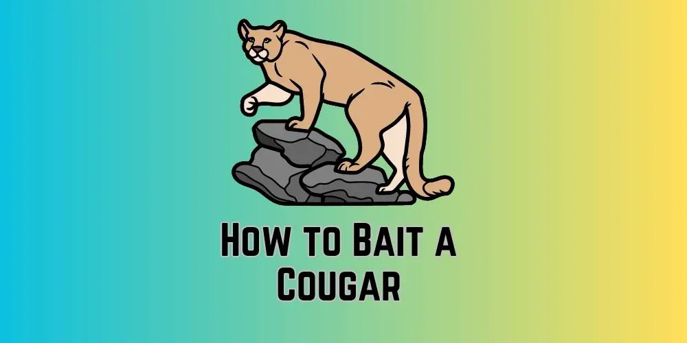How to Bait a Cougar