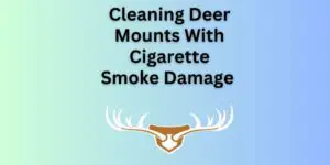 How to Clean Deer Mounts With Cigarette Smoke Damage