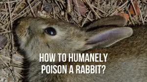 How to Humanely Poison a Rabbit