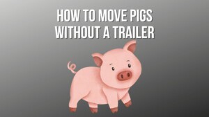How to Move Pigs Without a Trailer