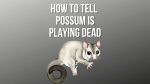 How to Tell If a Possum is Playing Dead