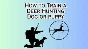 Train Deer Hunting Dog