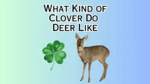 What Kind of Clover Do Deer Like
