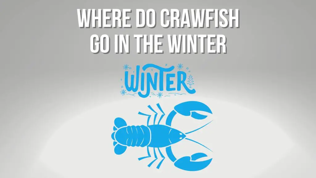 Where Do Crawfish Go in the Winter