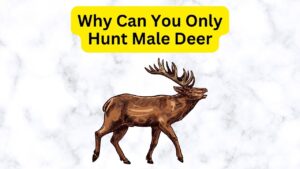 Why Can You Only Hunt Male Deer