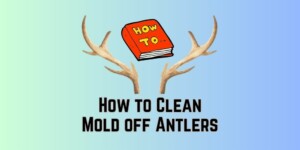 How to Clean Mold off Antlers