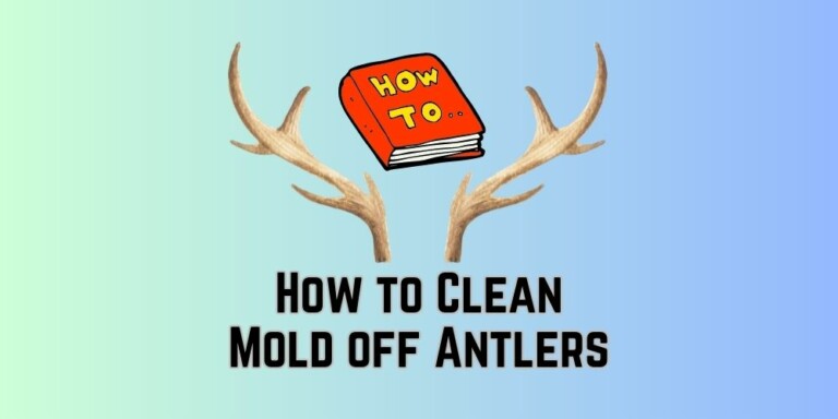 how-to-clean-mold-off-antlers-zeke-adventure-blog