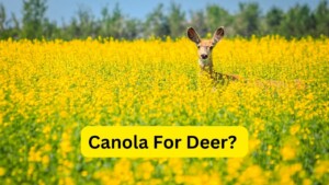 Canola For Deer