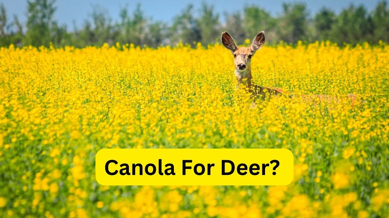 Canola For Deer? Is It A Healthy Option - Zeke Adventure Blog