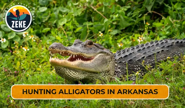 Hunting Alligators in Arkansas