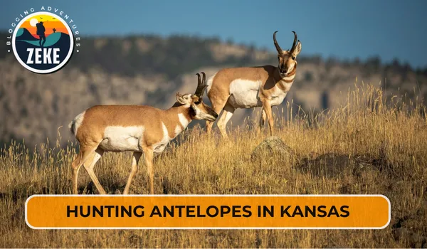 Hunting Antelopes in Kansas