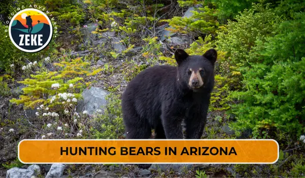 Hunting Bears in Arizona