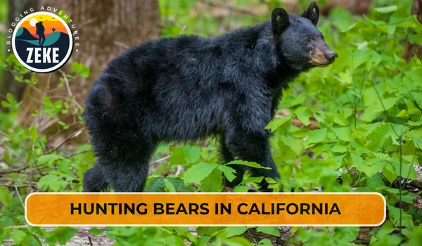 Hunting Bears in California