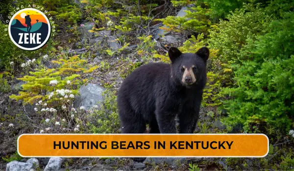 Hunting Bears in Kentucky