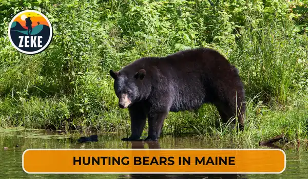 Hunting Bears in Maine
