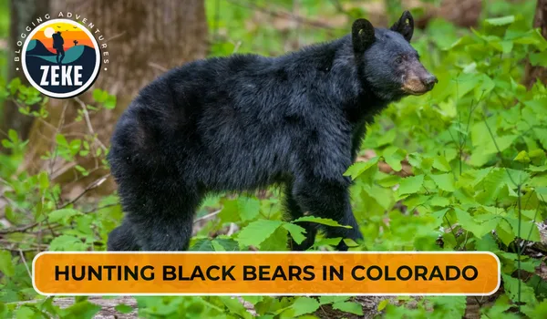 Hunting Black Bears in Colorado
