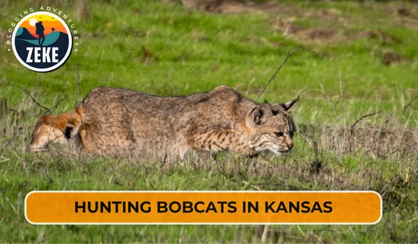 Hunting Bobcats in Kansas