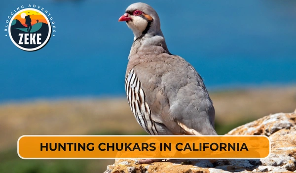 Hunting Chukars in California