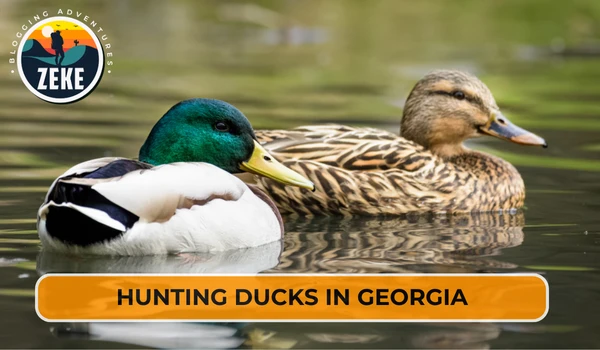 Hunting Ducks in Georgia