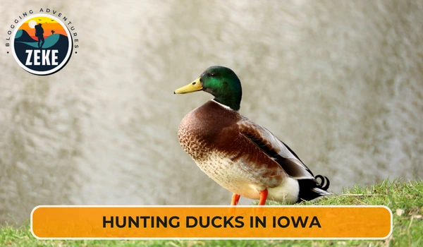 Hunting Ducks in Iowa