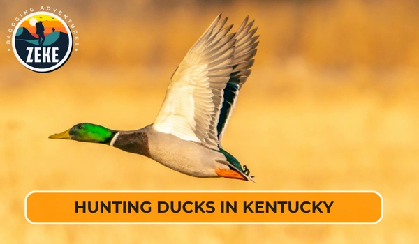 Hunting Ducks in Kentucky