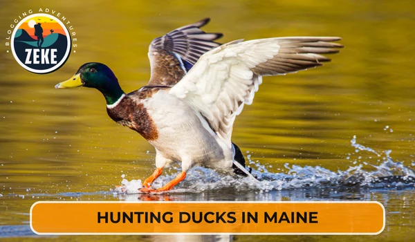 Hunting Ducks in Maine