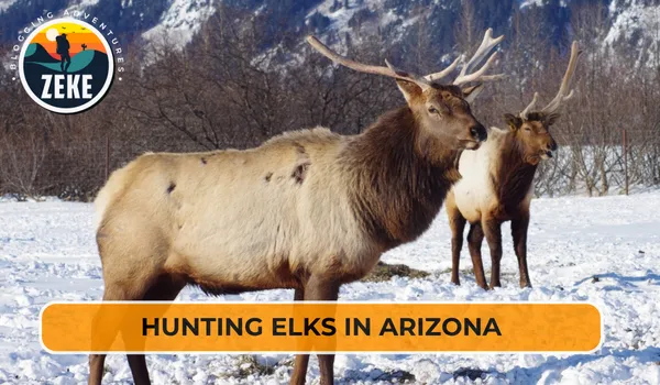 Hunting Elks in Arizona