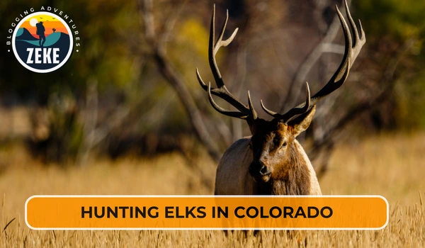 Hunting Elks in Colorado