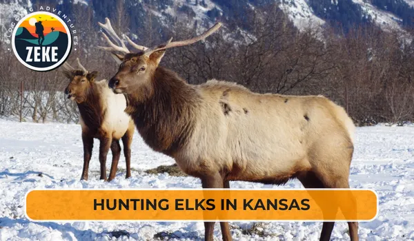 Hunting Elks in Kansas